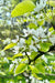 Shinseiki Asian Pear-Fruit Trees-Biringer-Semi-Dwarf (4'-5')-