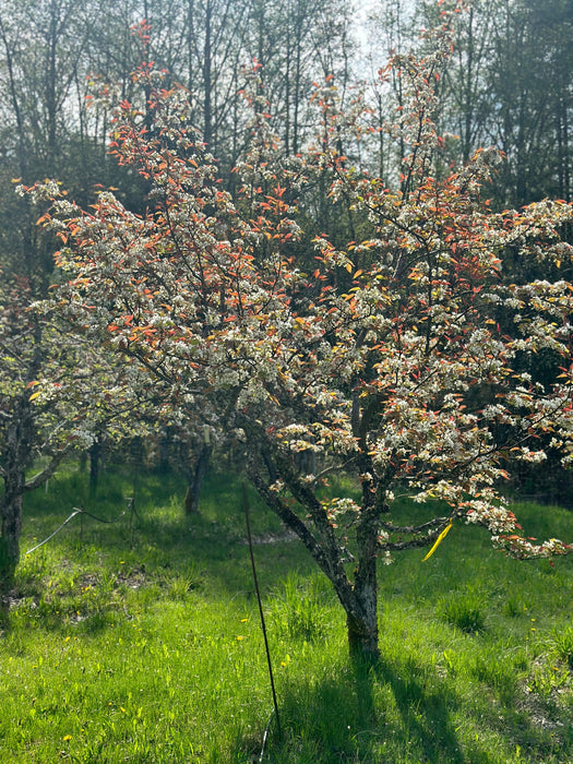 Shinsui Asian Pear-Fruit Trees-Biringer-Semi-Dwarf (4'-5')-