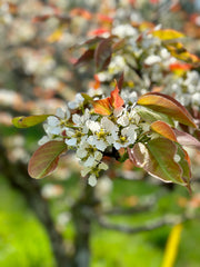 Shinsui Asian Pear-Fruit Trees-Biringer-Semi-Dwarf (4'-5')-