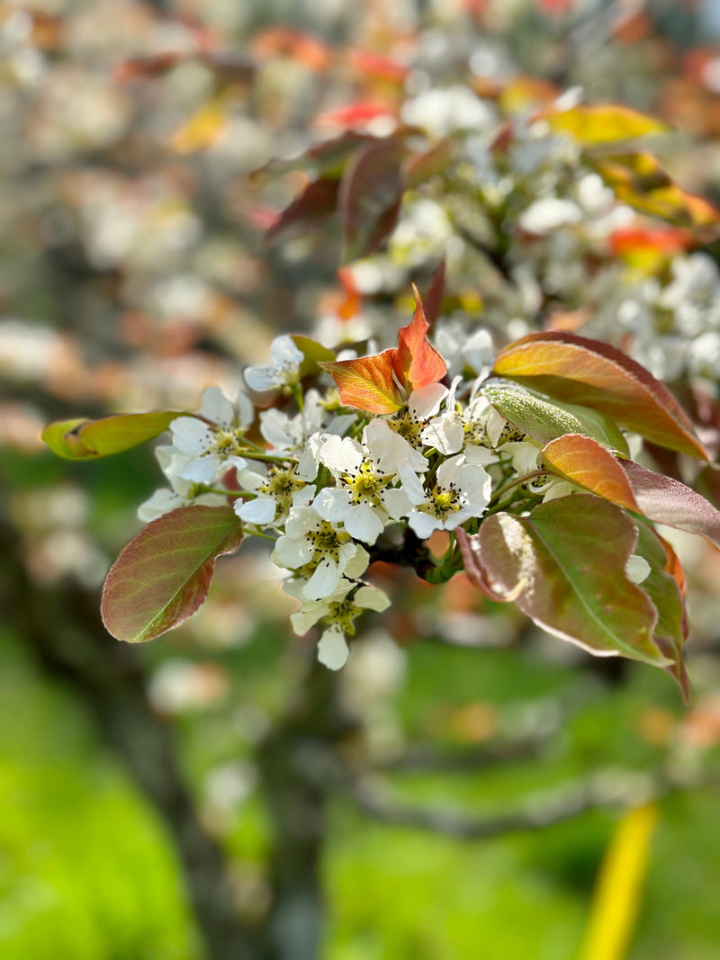 Shinsui Asian Pear-Fruit Trees-Biringer-Semi-Dwarf (4'-5')-