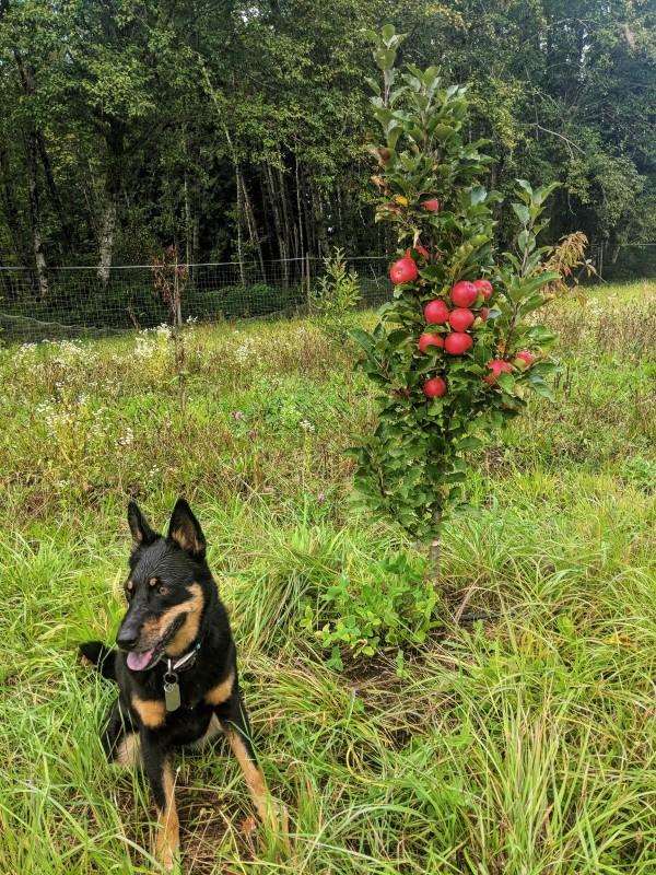 Scarlet Sentinel Columnar Apple - Raintree Nursery