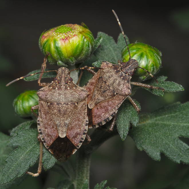 Brown Marmorated Stink Bug