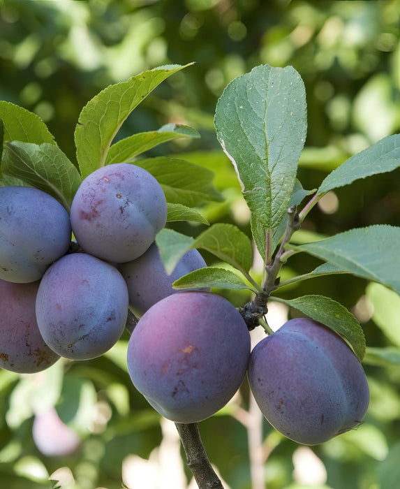 Italian Prune European Plum-Fruit Trees-Biringer-