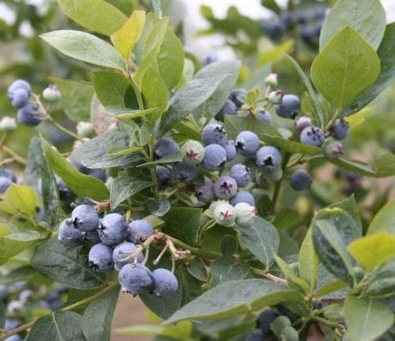 Jubilee Blueberry