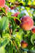 Pretty Perfect Peach Bundle no.1-Fruit Trees-Biringer-(Semi-Dwarf) 4'-5'-