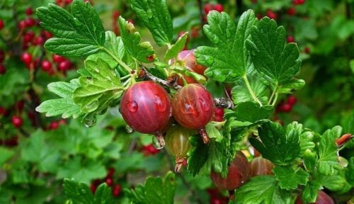 Little Ben Gooseberry-Berries-Alpha-1 Gallon Pot-