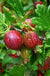 Little Ben Gooseberry-Berries-Alpha-1 Gallon Pot-