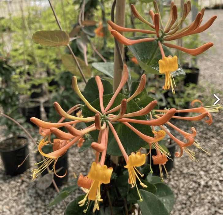 Mandarin Honeysuckle