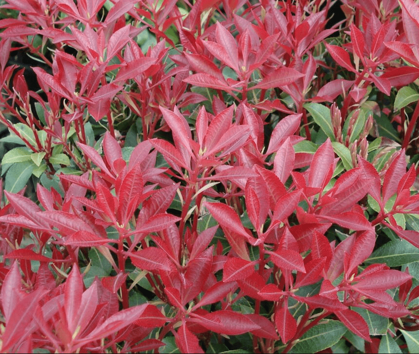 Ornamental Shrubs