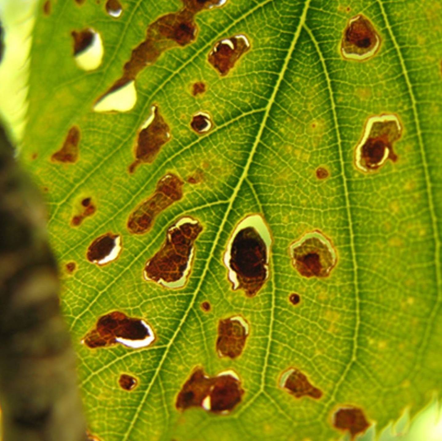 Shot Hole Disease/Coryneum Blight