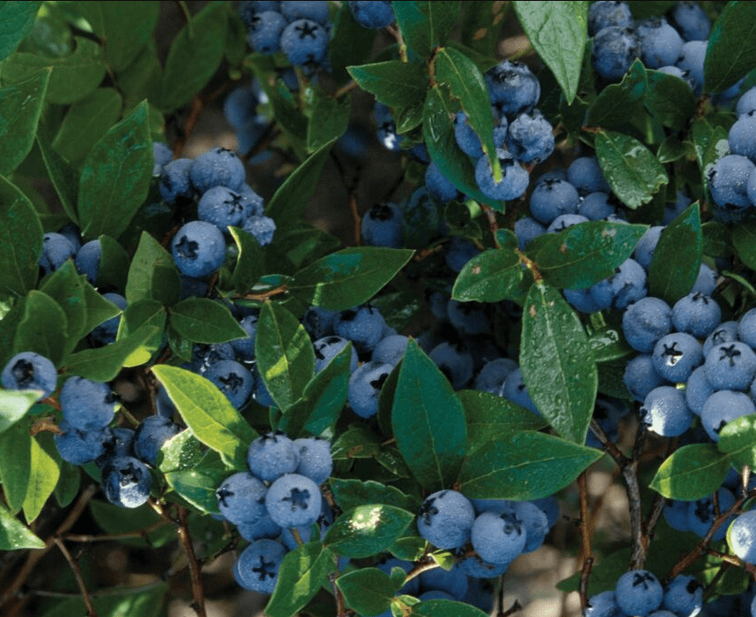 Northcountry Blueberry