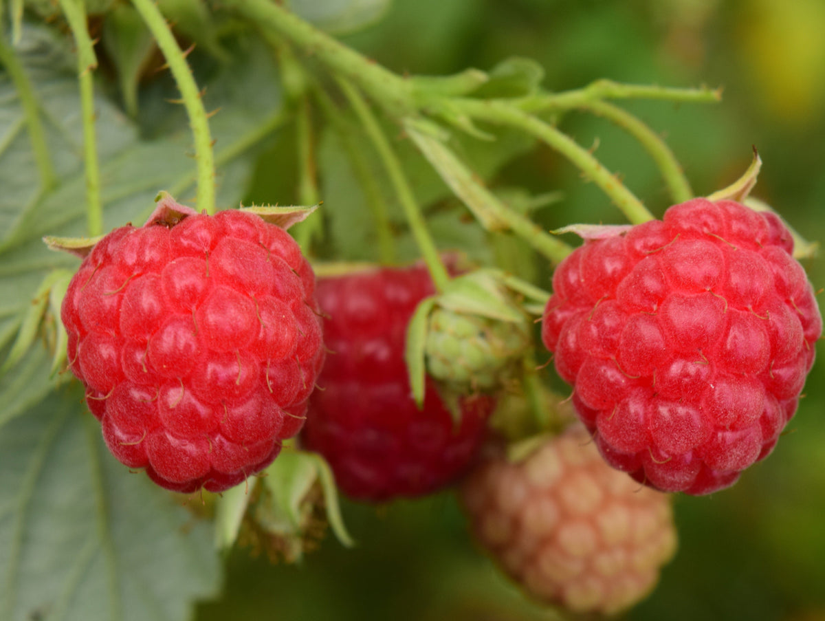 Ash Raspberry Nova Raspberry - Raintree Nursery