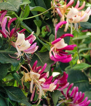 Peaches and Cream Honeysuckle-Ornamentals-Raintree Prop-2 Quart Pot-