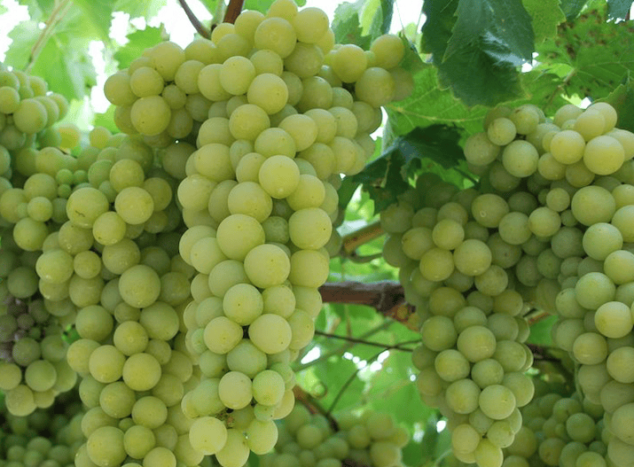 hanging grape plant Perlette Seedless Grape