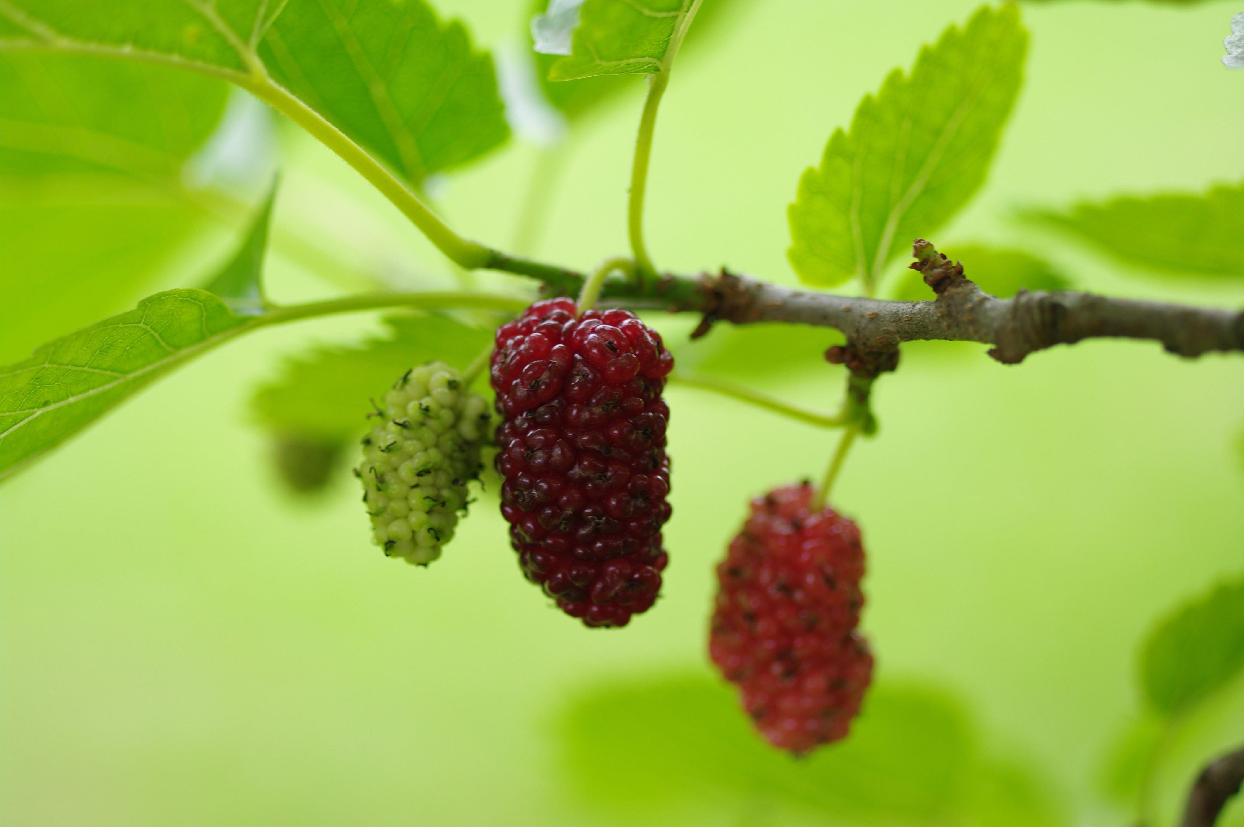 Shaitoot Red ShahToot Mulberry — Raintree Nursery