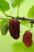 Red ShahToot Mulberry-Fruit Trees-Whitman-1 Gallon Pot-