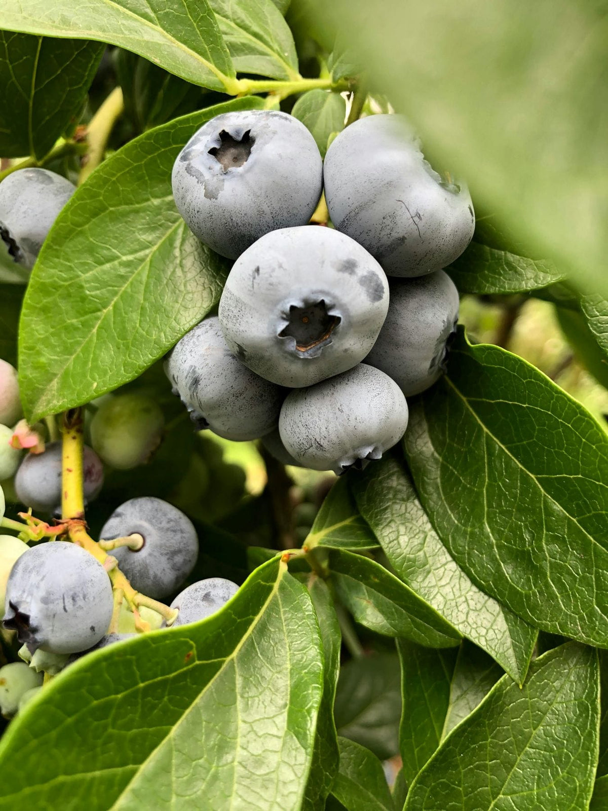 Chippewa Blueberry - Raintree Nursery