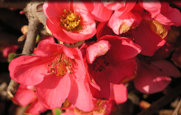 Pink Lady Flowering Quince-Ornamentals-Dave Wilson-10" Sleeve-