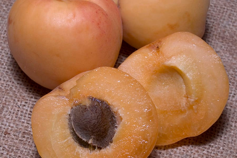 Pixie Cot Apricot