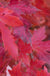 Red Sunset® Maple Tree-Ornamentals-Biringer-(4'-5')-