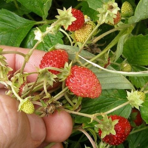 Alpine Strawberries