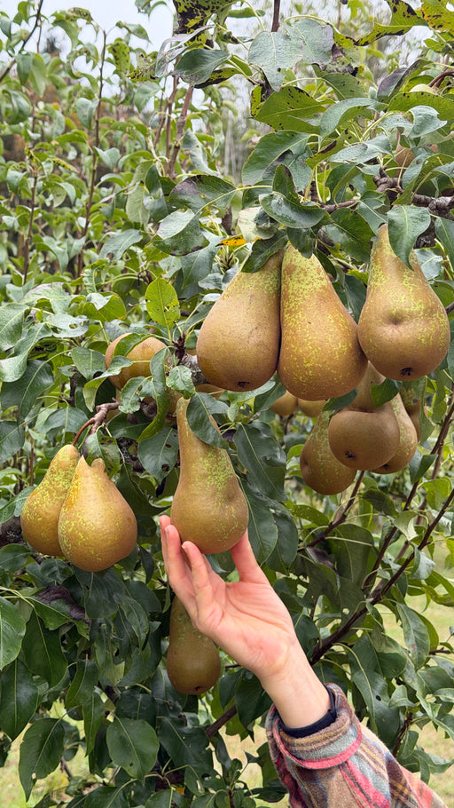 Ripe conference pears