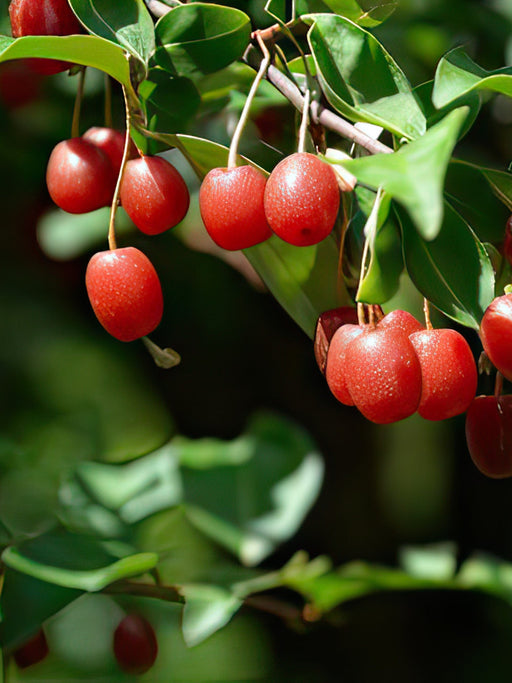 Red Gem™ Goumi-Berries-North Woods-