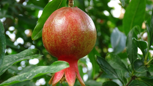 Salavatski Pomegranate-Fruit Trees-Raintree Prop-2 Quart Pot-