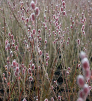 Mt. Asama Pink Willow-Ornamentals-Raintree Prop-1 Gallon Pot-