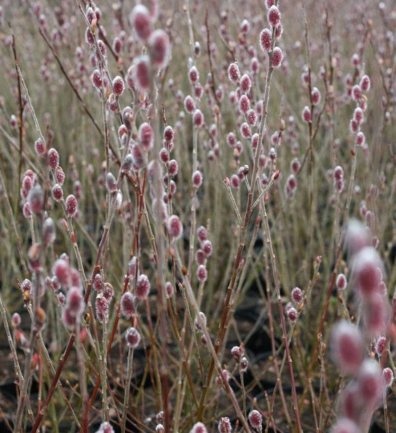 Mt. Asama Pink Willow-Ornamentals-Raintree Prop-1 Gallon Pot-