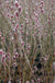 Mt. Asama Pink Willow-Ornamentals-Raintree Prop-1 Gallon Pot-