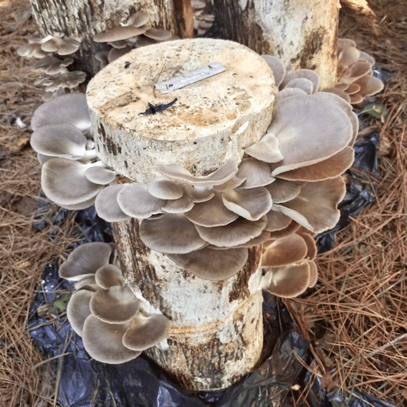 Organic Italian Oyster Mushroom Sawdust Spawn