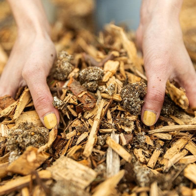 sawdust in potting mix Organic Blue Oyster Mushroom Sawdust Spawn