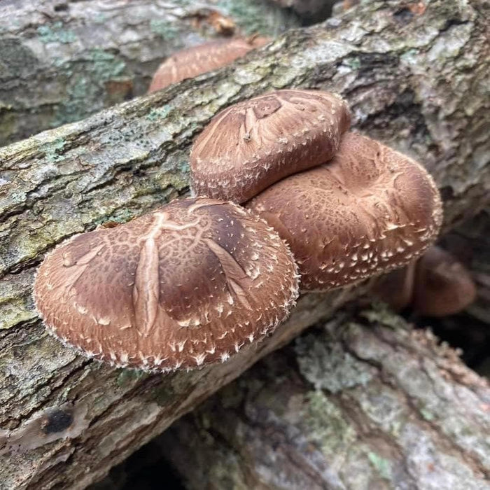 Organic Shiitake Mushroom Sawdust Spawn