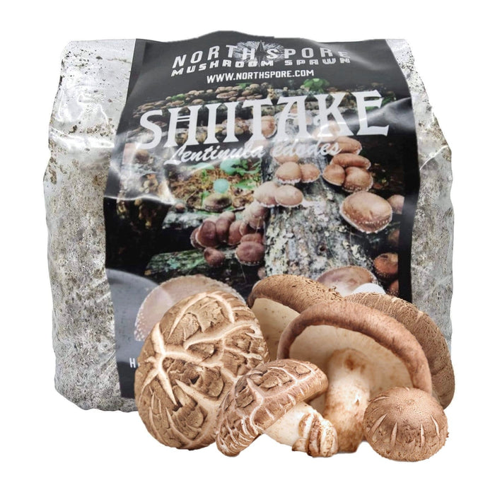 Organic Shiitake Mushroom Sawdust Spawn