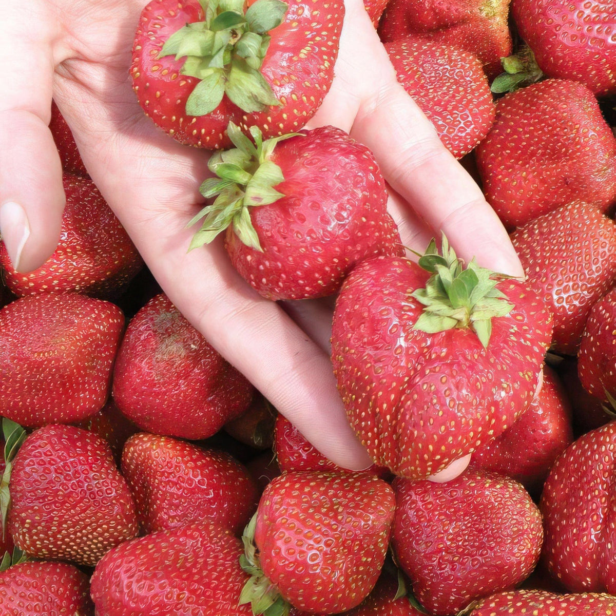 Seascape Strawberry