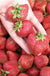 Seascape Strawberry-Berries-Koppes-25 Bareroot Crowns-