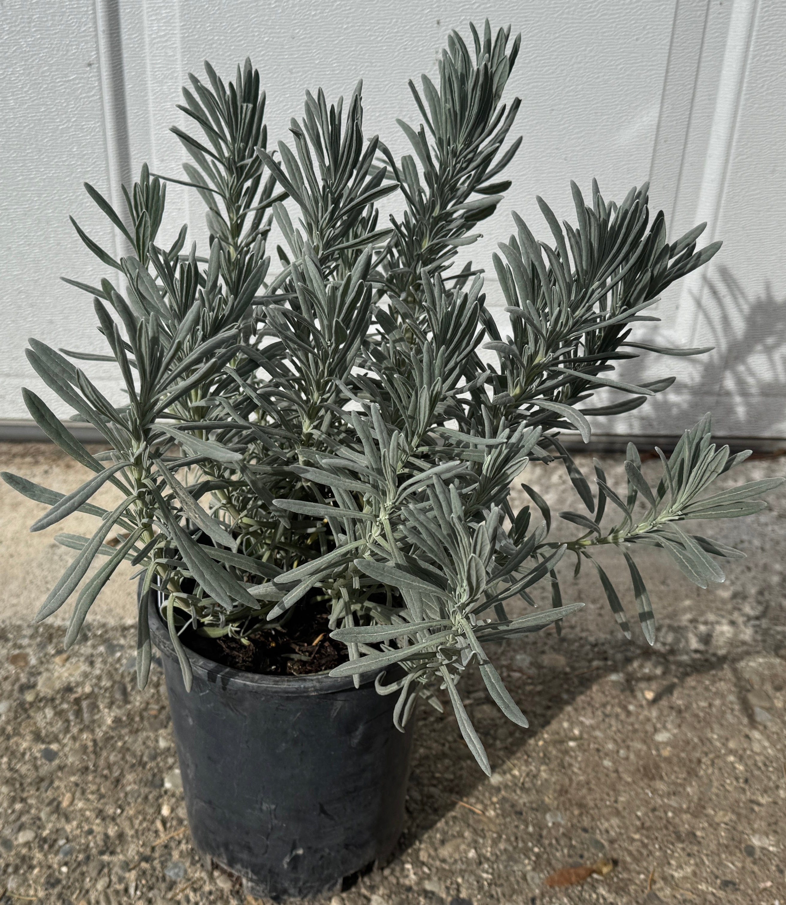Sensational! Lavender - Raintree Nursery