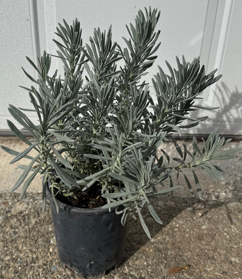 Sensational! Lavender