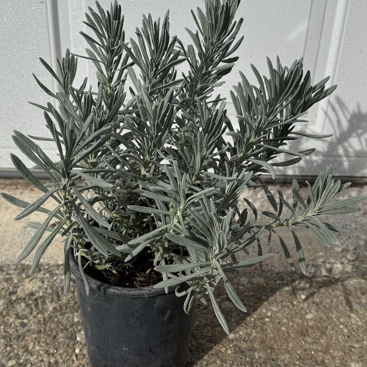 sensational lavender plant care Sensational! Lavender
