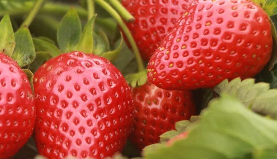 strawberry sequoia seeds Sequoia Strawberry