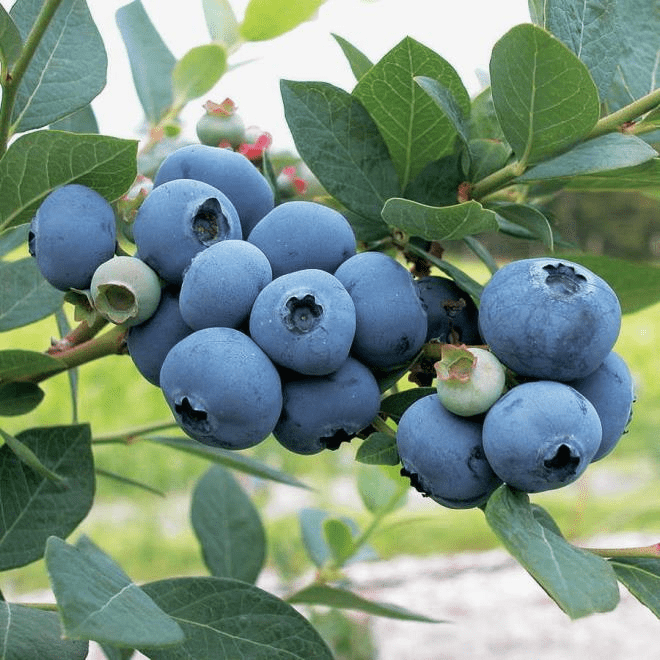 Sweetheart Blueberry
