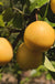 Combo Asian Pear Tree (4 varieties) - Raintree Nursery