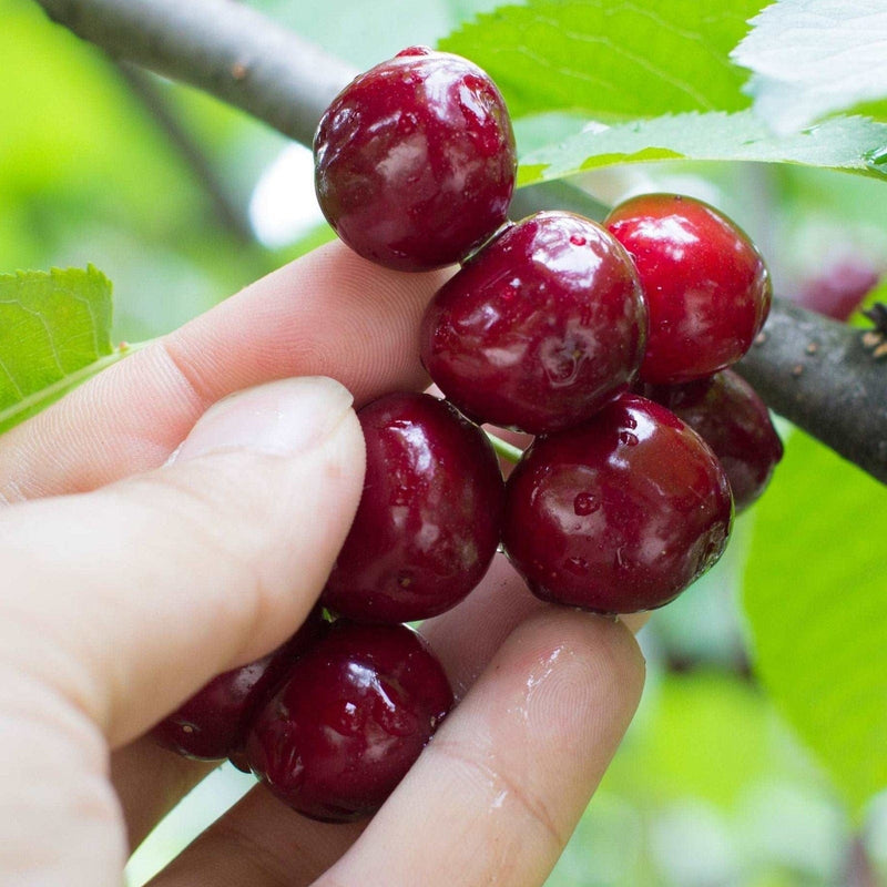 Super Sweet Cherry Bundle no.1-Fruit Trees-Biringer-Dwarf (4'-5')-