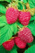 Caroline Raspberry Bundle (5 plants)-Raintree Nursery-2YR Bareroot-