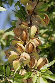 Reliable Almond-Nut Trees-Biringer-Dwarf (4'-5')-