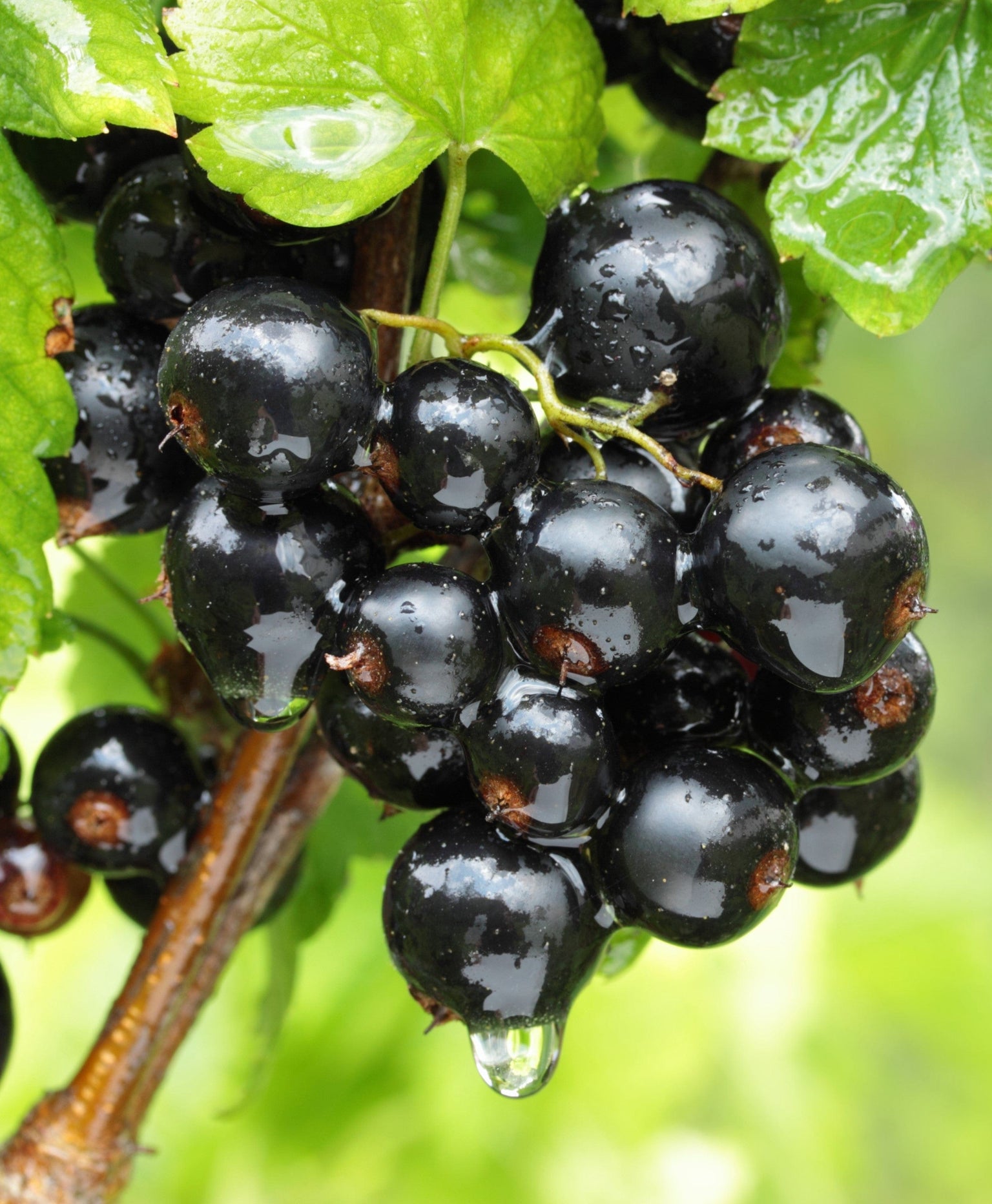 Currant Plants For Sale from Raintree Nursery