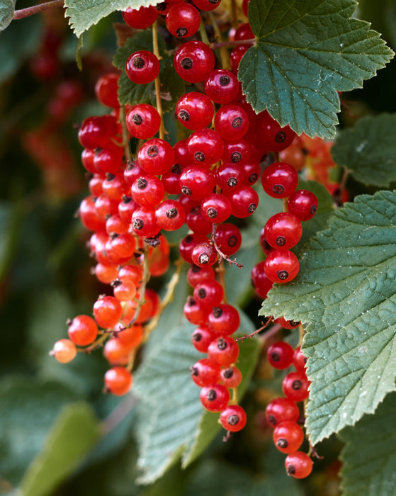 Rowdy Red Currant Bundle (3 Plants)