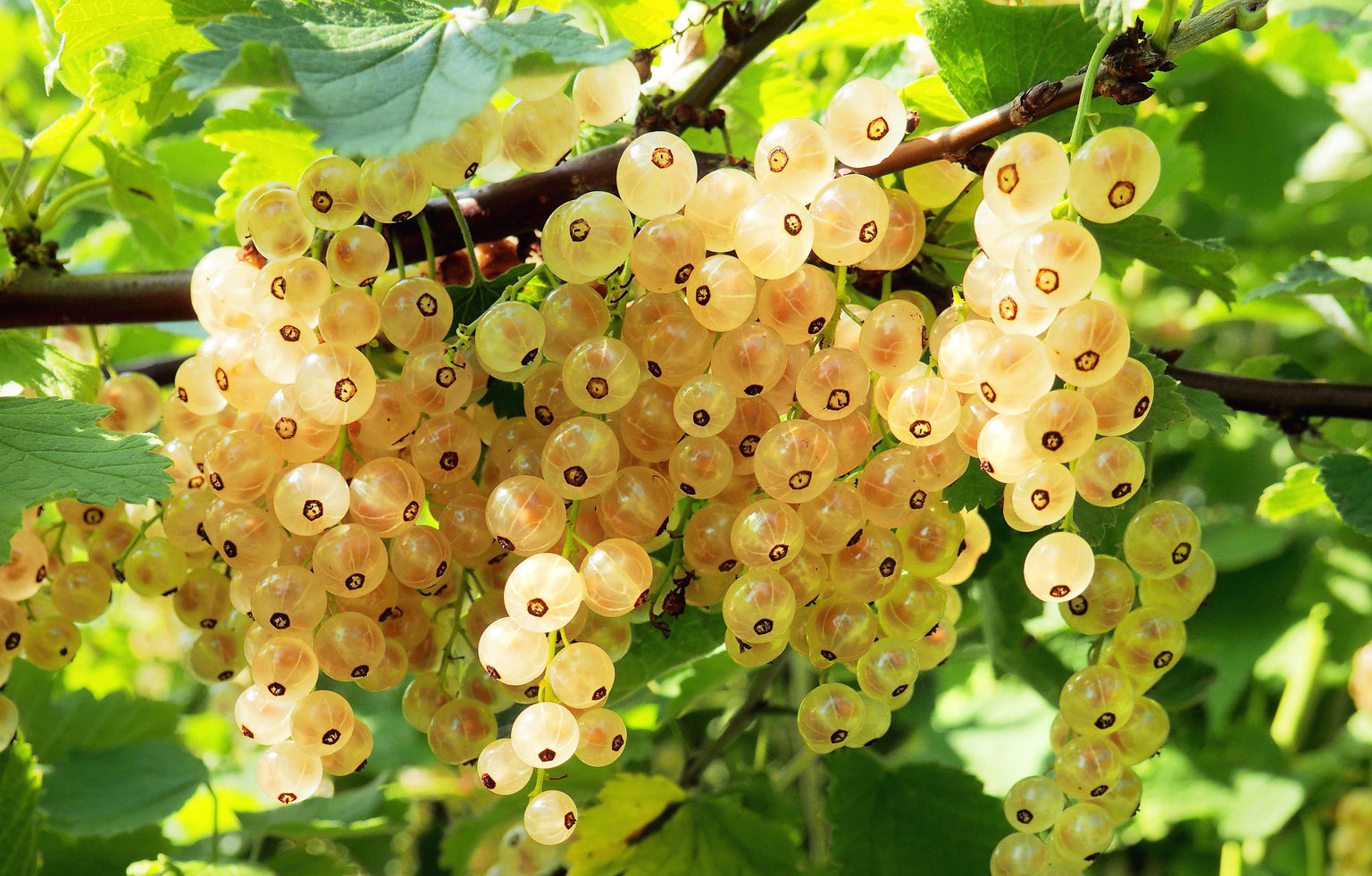 Currant Plants For Sale from Raintree Nursery