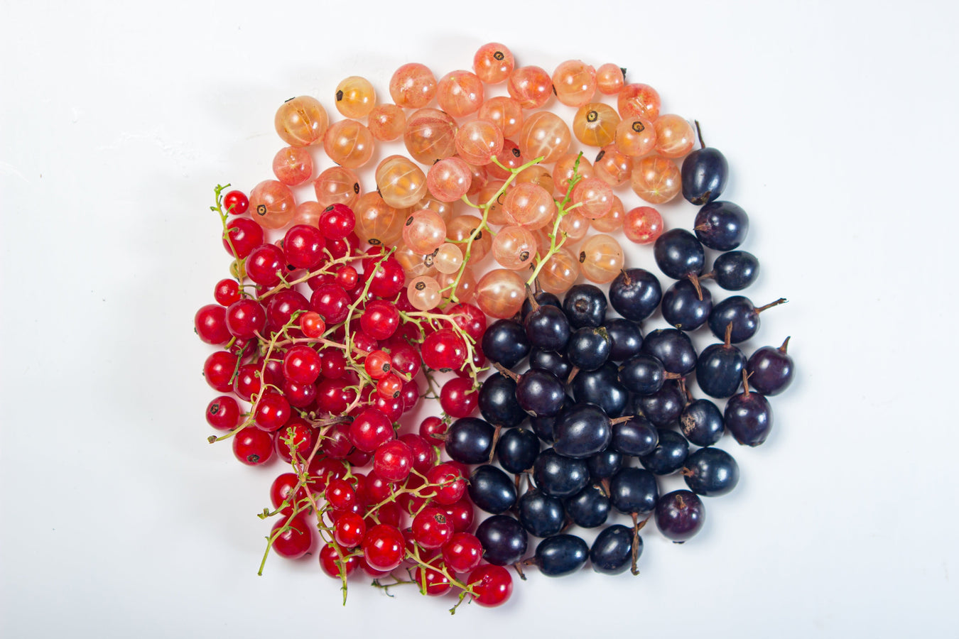 White Currants